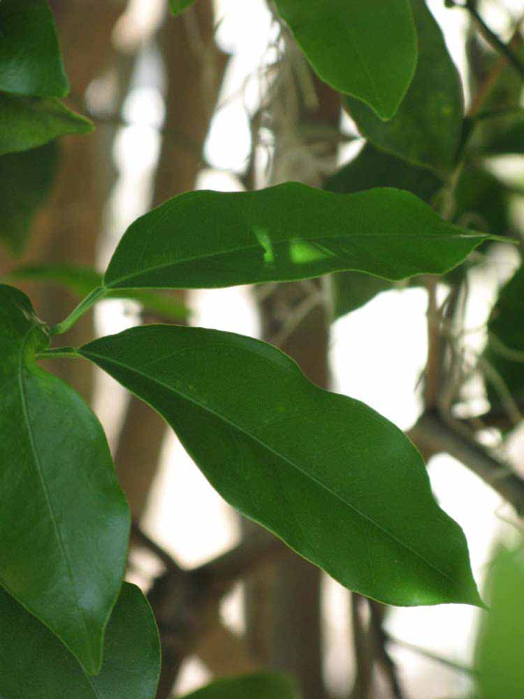              Shade leaves (Winter Haven, FL)       